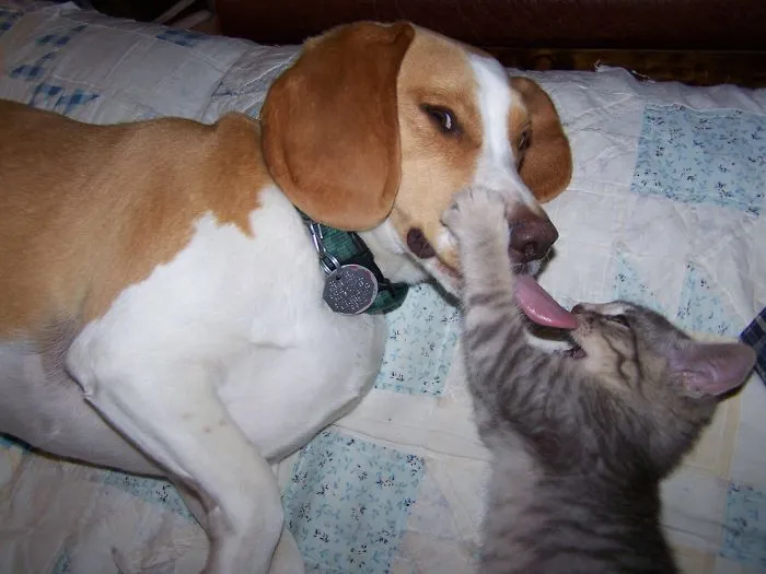 175 Of The Most Adorable Animal Mlems" Ever"