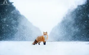 Meet Freya, The Beautiful Fox I Photographed In Polish Woods