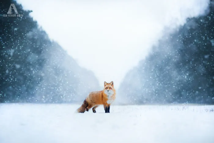 Meet Freya, The Beautiful Fox I Photographed In Polish Woods