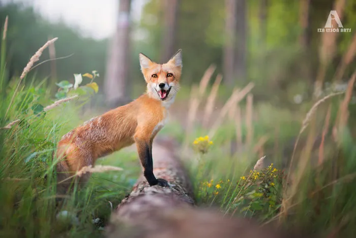 Meet Freya, The Beautiful Fox I Photographed In Polish Woods