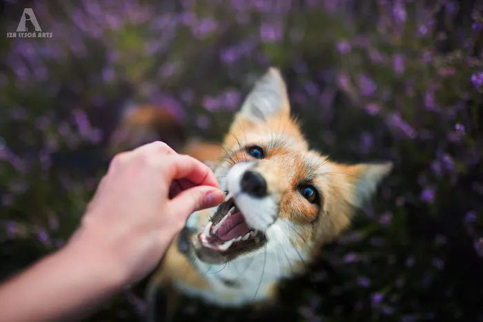 Meet Freya, The Beautiful Fox I Photographed In Polish Woods