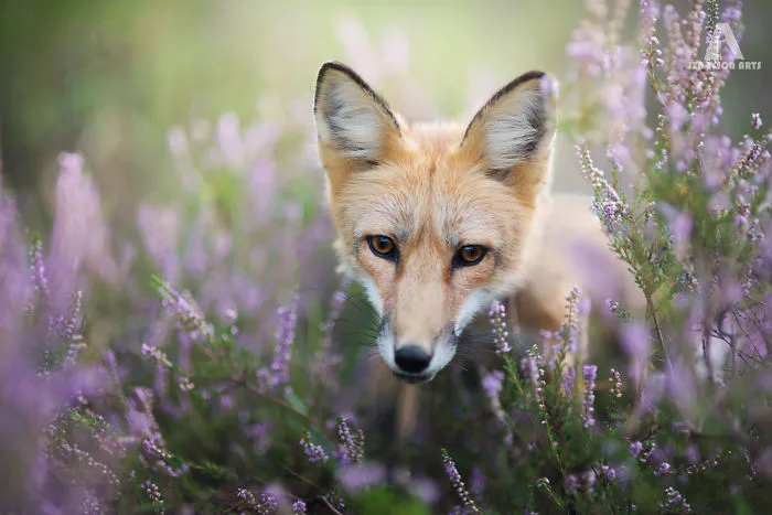 Meet Freya, The Beautiful Fox I Photographed In Polish Woods
