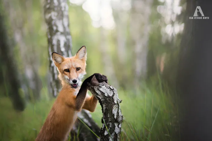 Meet Freya, The Beautiful Fox I Photographed In Polish Woods