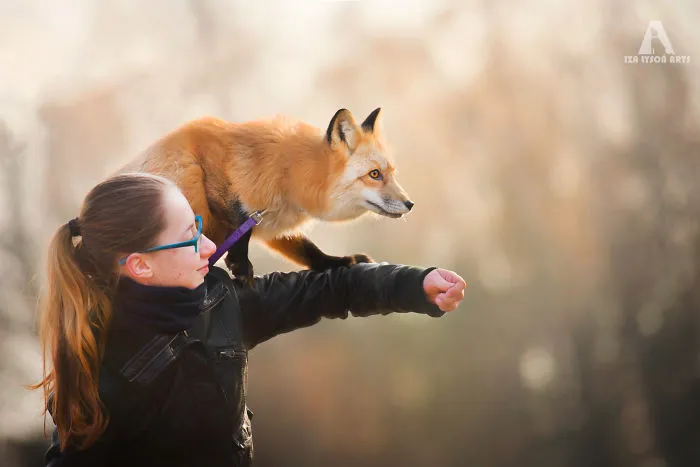 Meet Freya, The Beautiful Fox I Photographed In Polish Woods