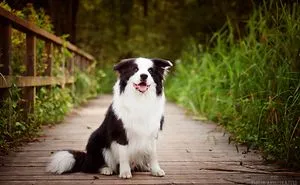 Border Collie