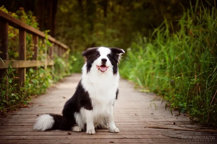 Border Collie