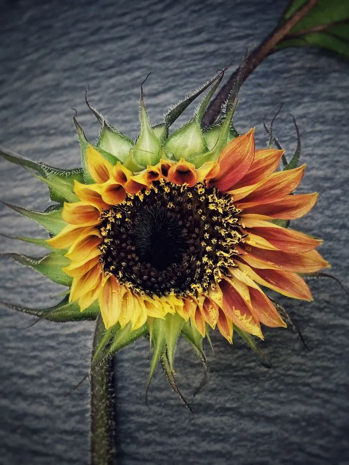 A Little Sunshine For Your Dreary Winter's Day!
