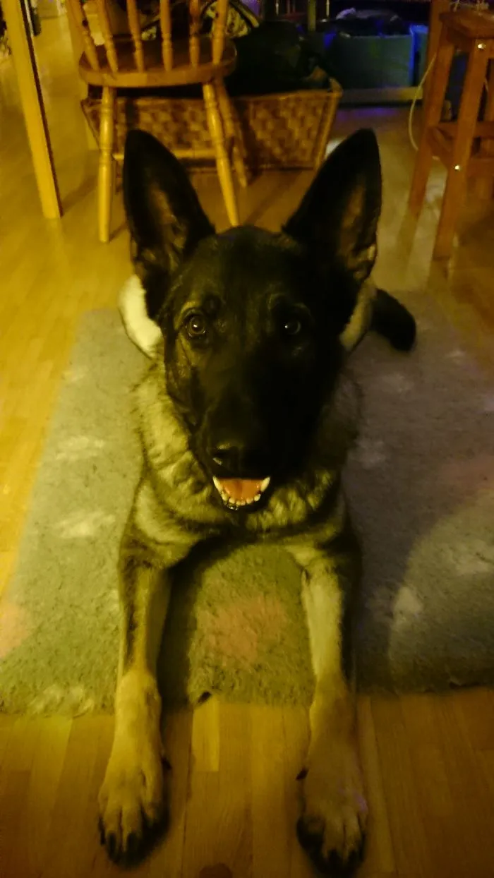 Darja