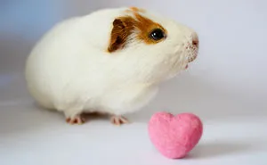 I Took Cute Pictures Of My Guinea Pigs To Celebrate Valentine's Day!