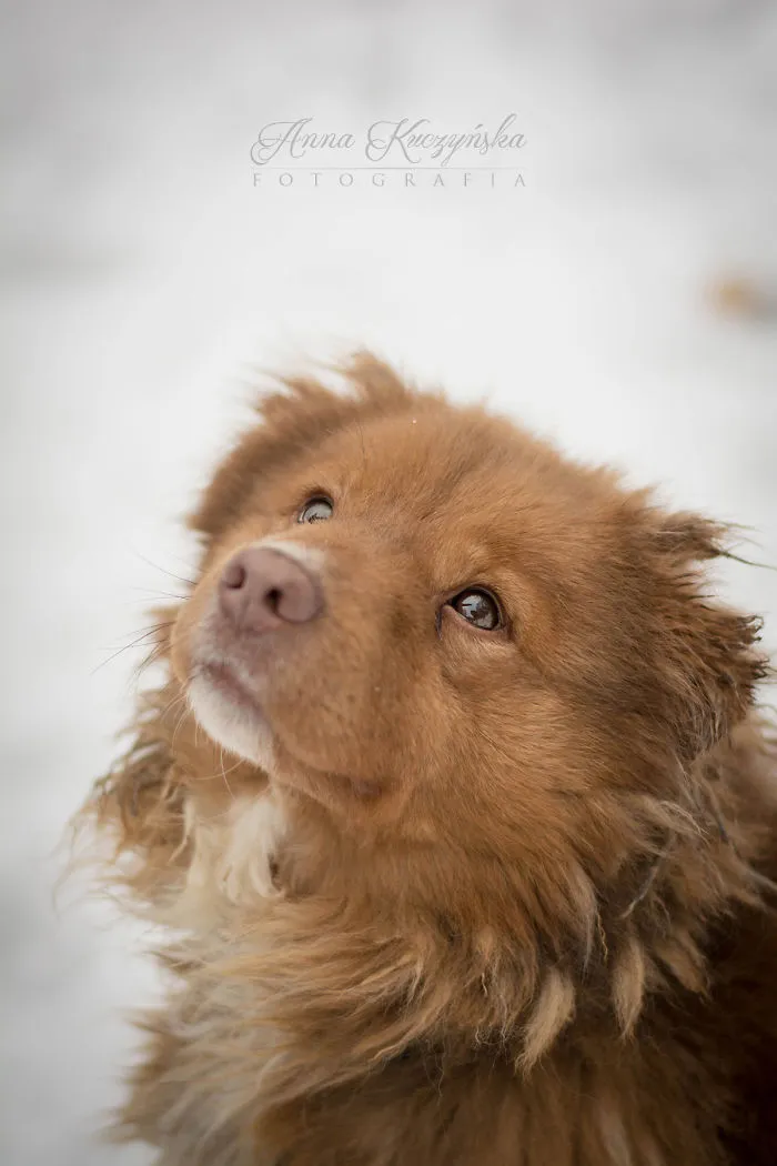 I Photograph Dogs To Help Them Get Adopted