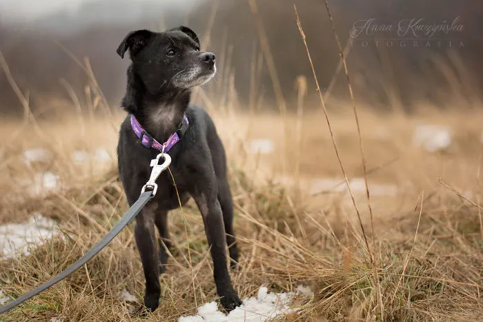 I Photograph Dogs To Help Them Get Adopted