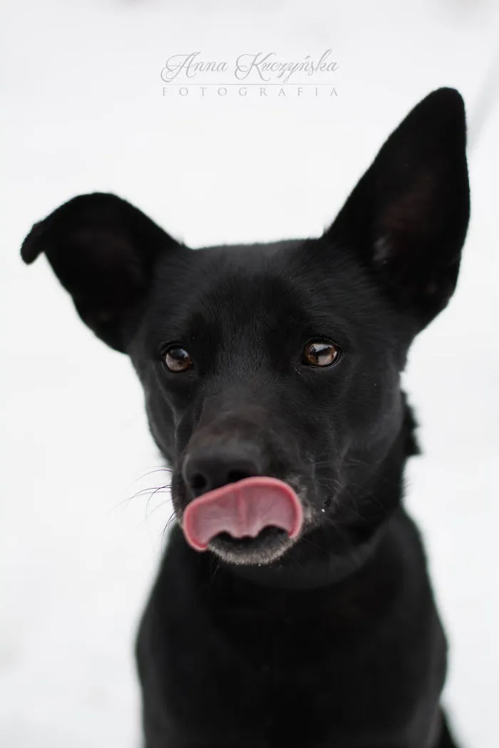 I Photograph Dogs To Help Them Get Adopted