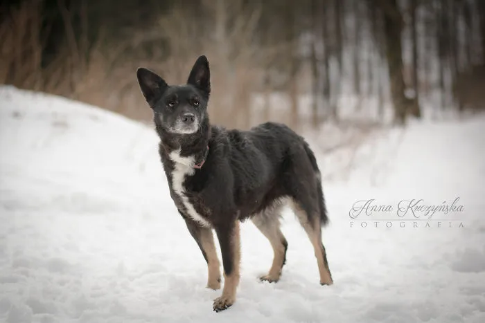 I Photograph Dogs To Help Them Get Adopted