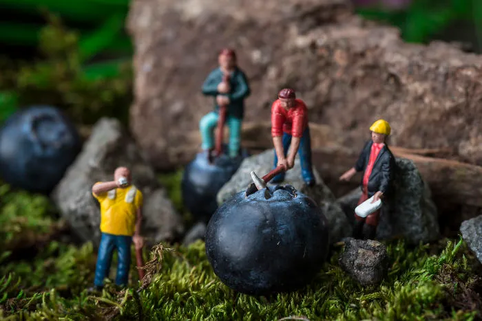 Blueberry Workers