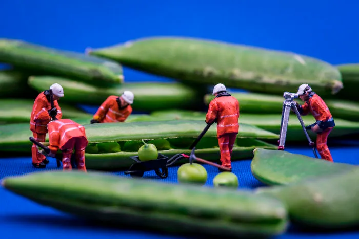 Pea Gathering