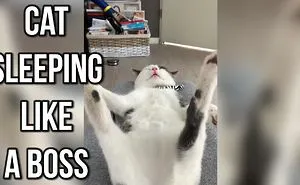 Cat Sleeping Like A Boss