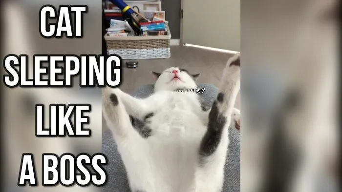 Cat Sleeping Like A Boss