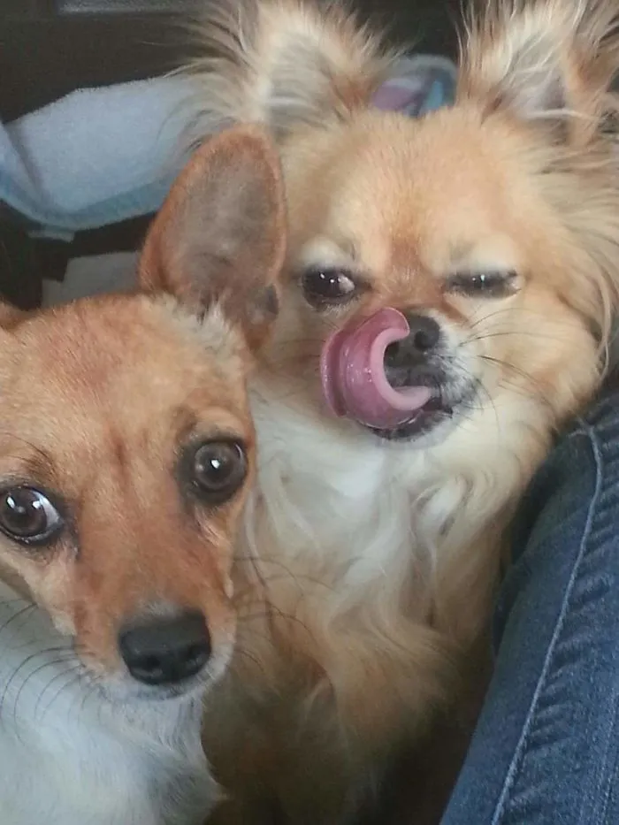 175 Of The Most Adorable Animal Mlems" Ever"