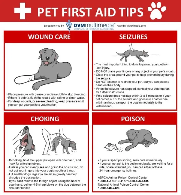 first Aid Tips For Pets