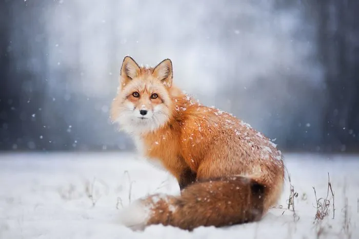 Meet Freya, The Beautiful Fox I Photographed In Polish Woods