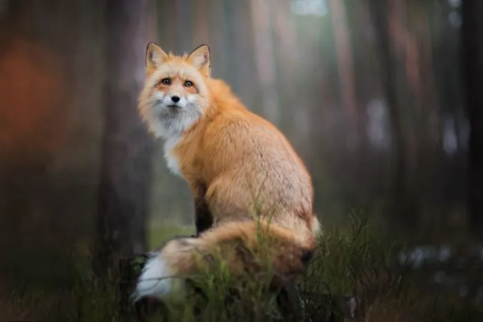 Meet Freya, The Beautiful Fox I Photographed In Polish Woods
