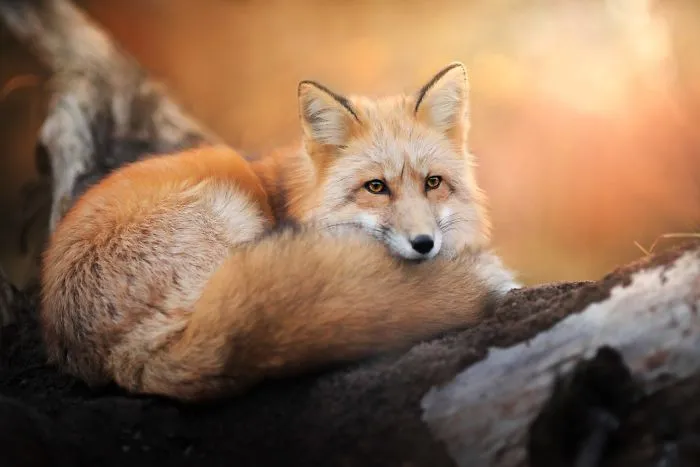 Meet Freya, The Beautiful Fox I Photographed In Polish Woods