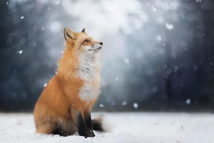 Meet Freya, The Beautiful Fox I Photographed In Polish Woods