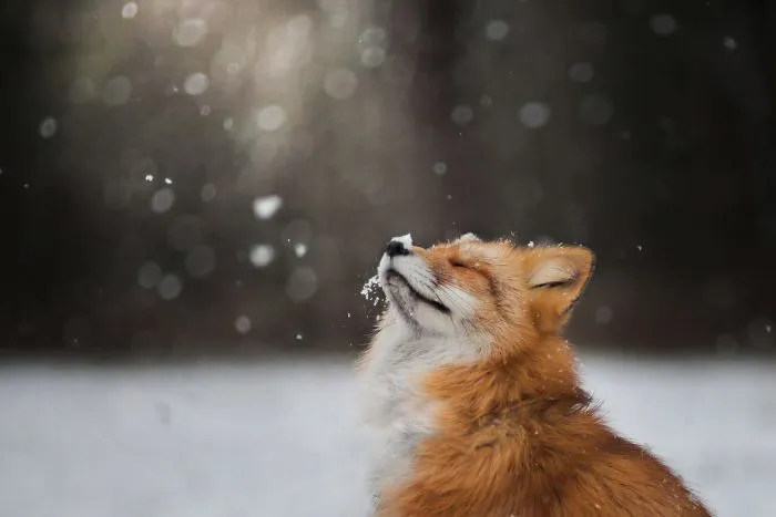 Meet Freya, The Beautiful Fox I Photographed In Polish Woods