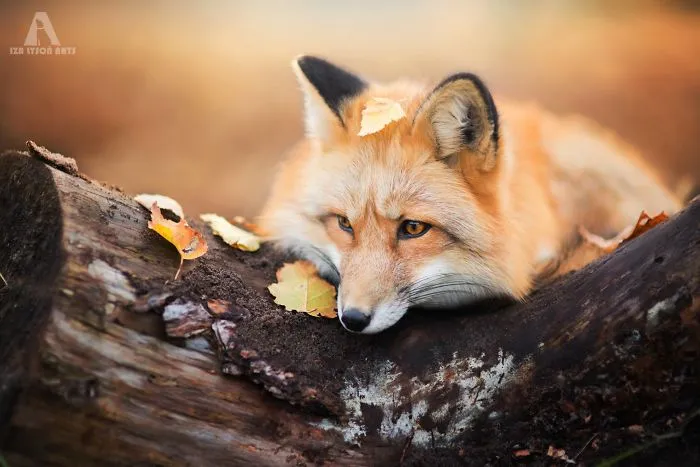 Meet Freya, The Beautiful Fox I Photographed In Polish Woods