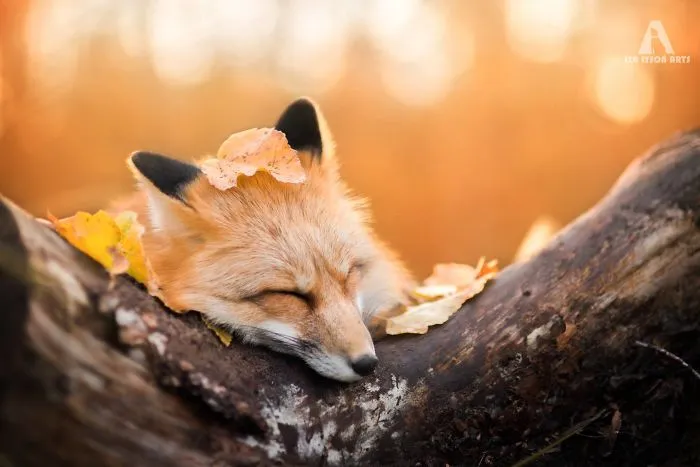 Meet Freya, The Beautiful Fox I Photographed In Polish Woods