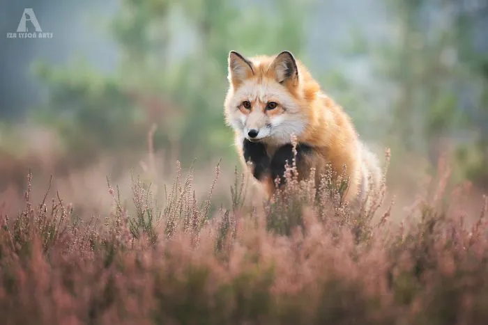 Meet Freya, The Beautiful Fox I Photographed In Polish Woods