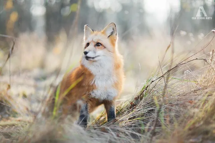 Meet Freya, The Beautiful Fox I Photographed In Polish Woods
