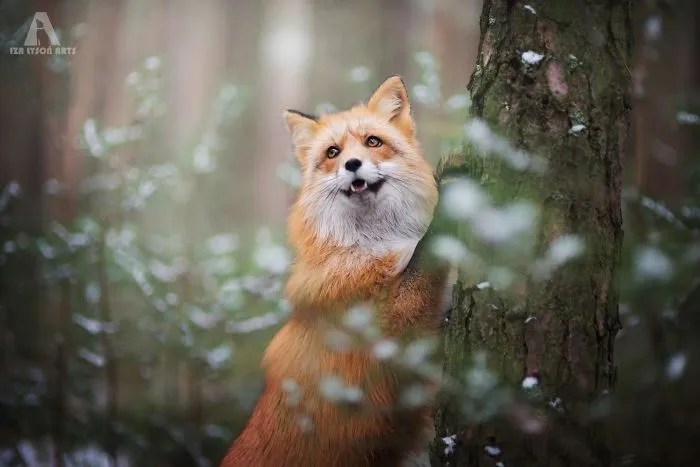 Meet Freya, The Beautiful Fox I Photographed In Polish Woods