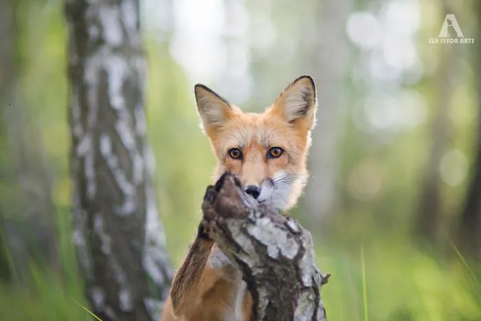 Meet Freya, The Beautiful Fox I Photographed In Polish Woods