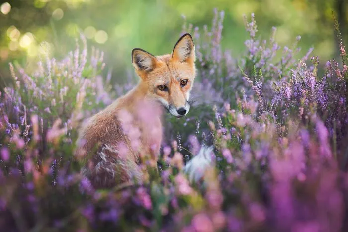 Meet Freya, The Beautiful Fox I Photographed In Polish Woods