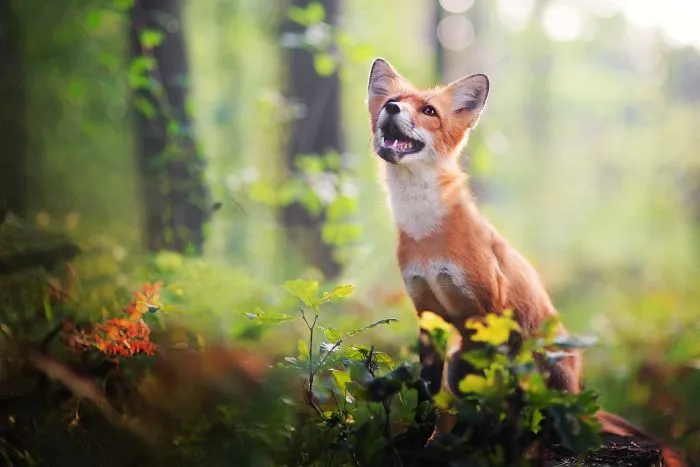 Meet Freya, The Beautiful Fox I Photographed In Polish Woods