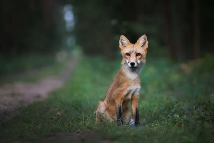 Meet Freya, The Beautiful Fox I Photographed In Polish Woods