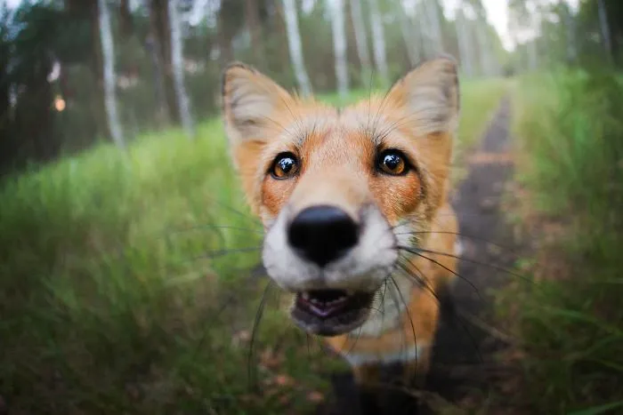 Meet Freya, The Beautiful Fox I Photographed In Polish Woods