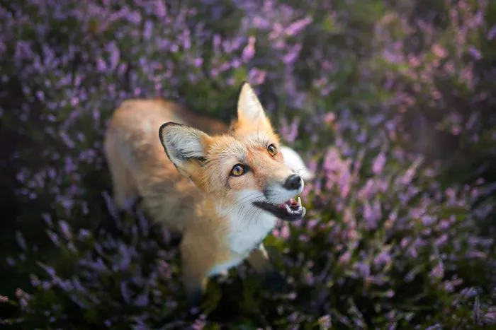 Meet Freya, The Beautiful Fox I Photographed In Polish Woods