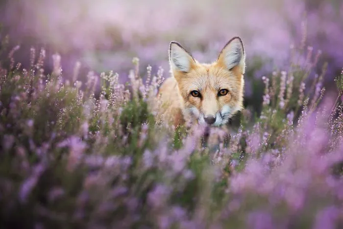 Meet Freya, The Beautiful Fox I Photographed In Polish Woods