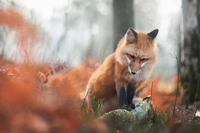 Meet Freya, The Beautiful Fox I Photographed In Polish Woods