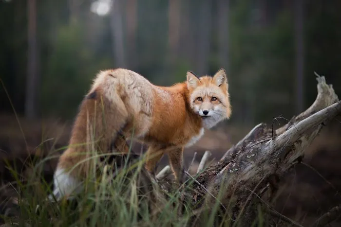 Meet Freya, The Beautiful Fox I Photographed In Polish Woods