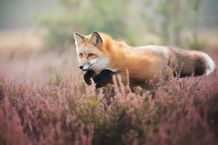 Meet Freya, The Beautiful Fox I Photographed In Polish Woods