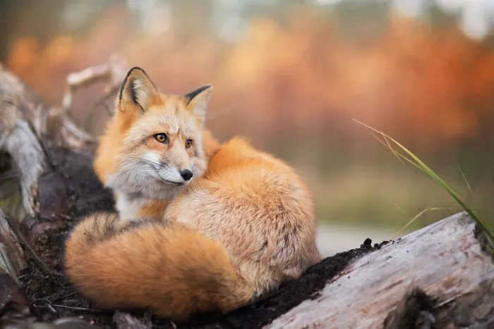 Meet Freya, The Beautiful Fox I Photographed In Polish Woods