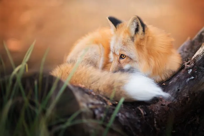 Meet Freya, The Beautiful Fox I Photographed In Polish Woods