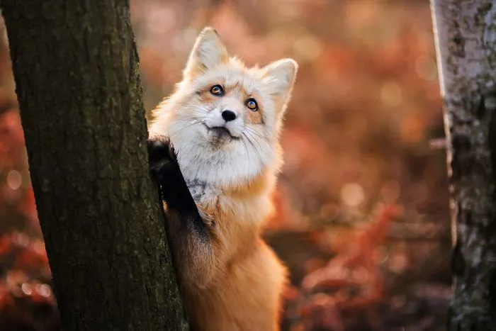 Meet Freya, The Beautiful Fox I Photographed In Polish Woods