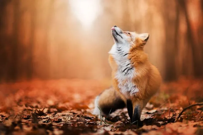 Meet Freya, The Beautiful Fox I Photographed In Polish Woods