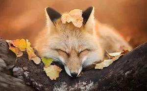 Meet Freya, The Beautiful Fox I Photographed In Polish Woods