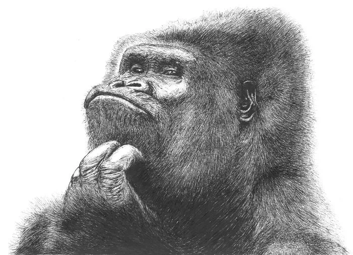 Gorilla