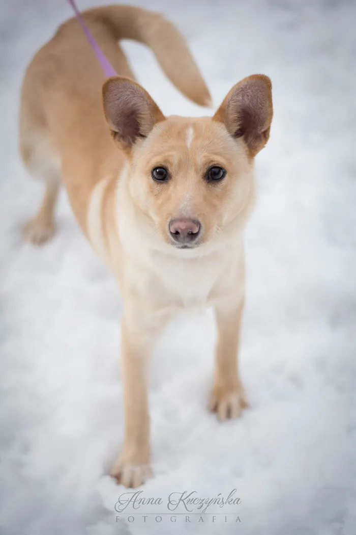 I Photograph Dogs To Help Them Get Adopted